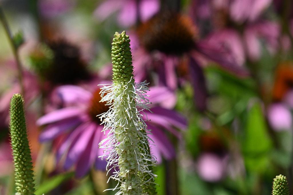 2025-08080066 Tower Hill Botanaic Garden, MA.JPG - Canada or America Burnet (Sanguisorba canadensis). New England Botanic Garden at Tower Hill, MA, 8-8-2025